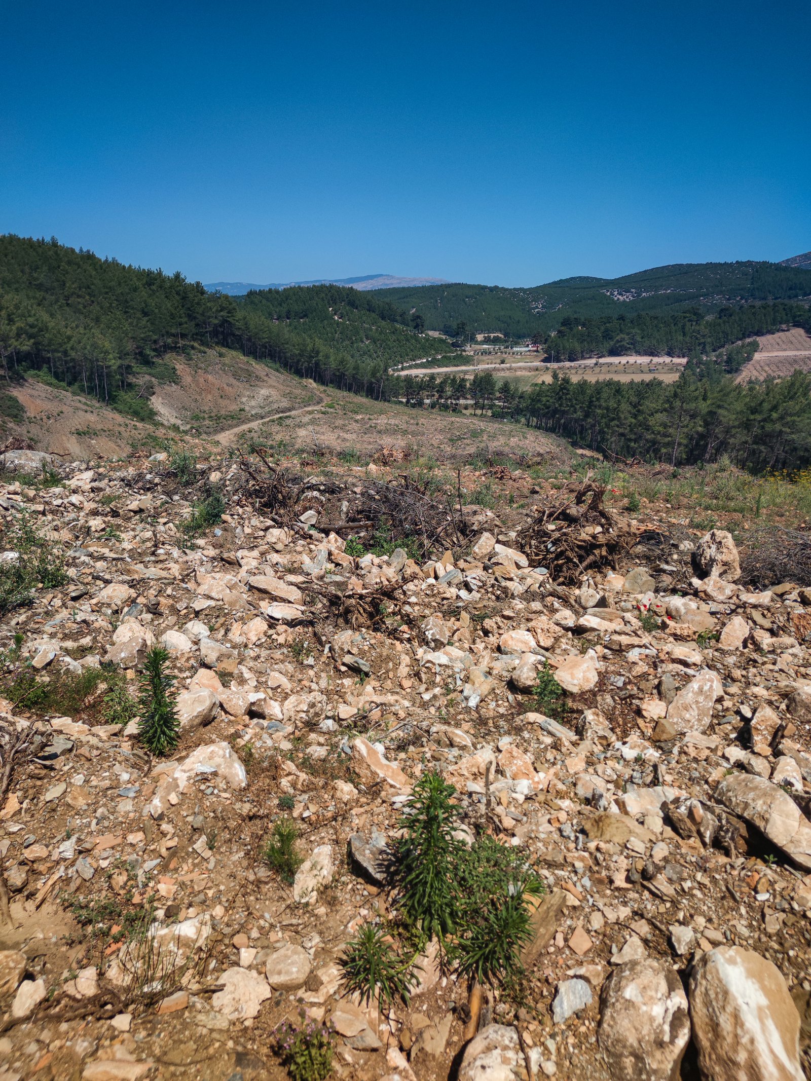 Bodtüm Hatıra Ormanı Toprakla Buluştu